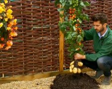 Pomate: Wenn Kartoffeln und Tomaten an derselben Pflanze wachsen