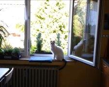 Katze. Quelle: Youtube Screenshot