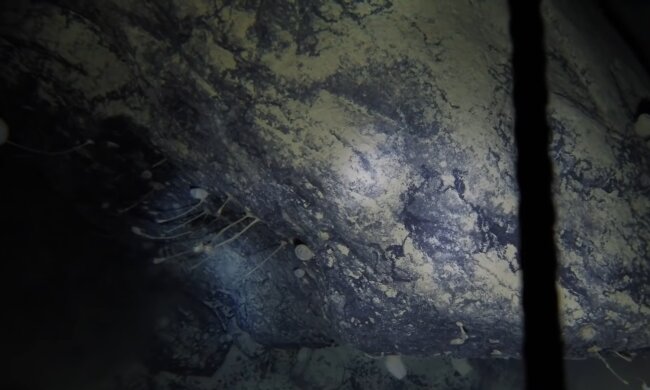 Wissenschaftler senkten eine Kamera in einen 900 Meter tiefen Schacht in der Antarktis: Unbekannte Lebewesen auf Video aufgenommen