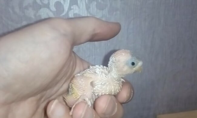 Neues Leben in sicheren Händen. Quelle: Screenshot YouTube