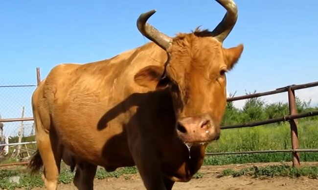 Tiere. Quelle: Youtube Screenshot