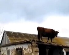Eine Kuh kletterte auf das Dach und wollte nicht mehr herunterkommen, Details