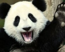 Warum man die Panda-Art retten muss und wie sie jetzt Diplomaten hilft