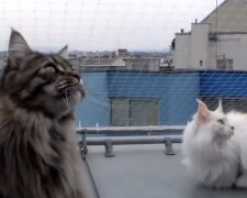 Katzen. Quelle: Screenshot YouTube