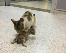 Eine obdachlose Katze brachte ihr Kätzchen ins Krankenhaus und bat die Menschen um Hilfe