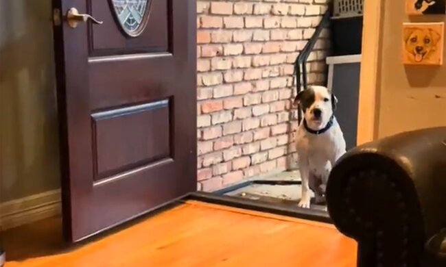 Hund Boomer. Quelle: Screenshot Youtube