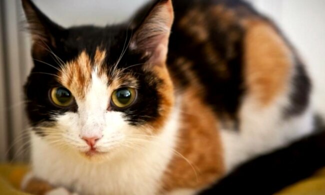 Schicksalhaftes Treffen für ein verwaistes Tier. Quelle: Screenshot YouTube