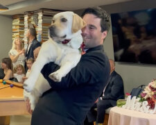 Der Tanz des Bräutigams mit einem Labrador im Stil von "Daddy Dog" erregt Aufmerksamkeit auf der Hochzeit