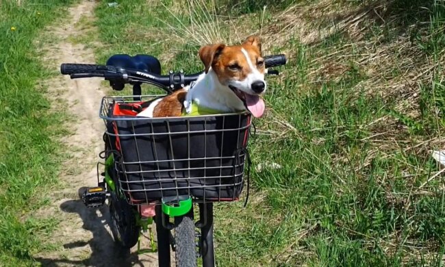 Hund auf dem Fahrrad. Quelle: Youtube Screenshot