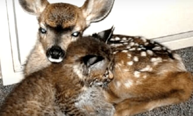 Rentierbaby und Katze. Quelle: Screenshot YouTube