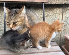 Mama Katze und ihre Kitten warten auf ihr Wunder. Quelle: Youtube Screenshot