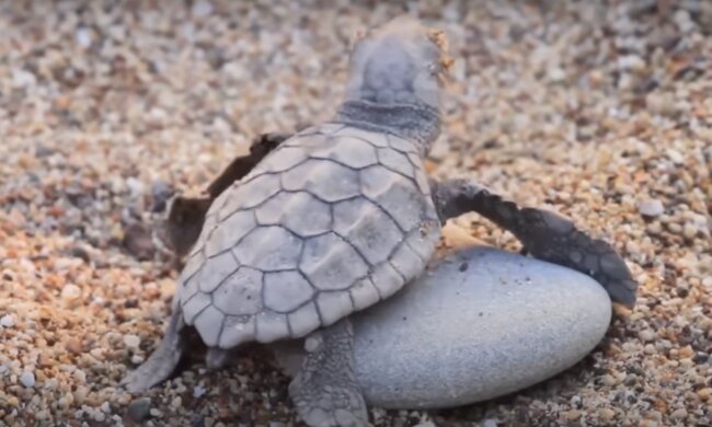 Schildkröte. Quelle: Screenshot YouTube