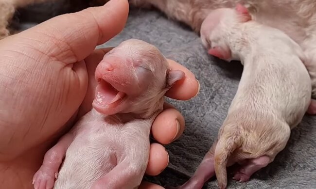 Welpen. Quelle: Youtube Screenshot