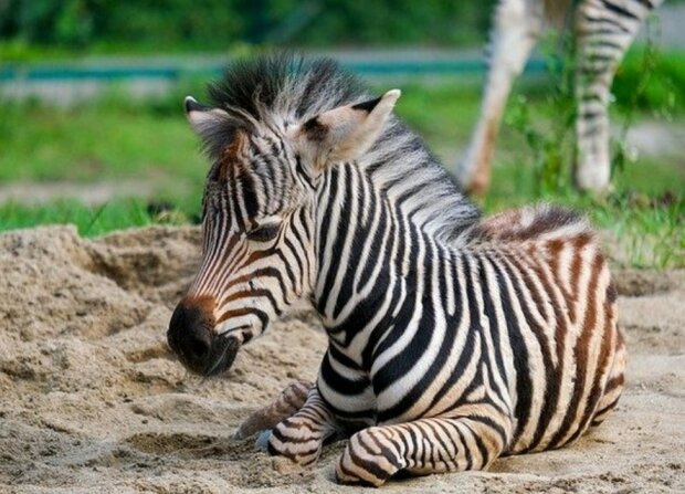 Das kleine Zebra ist ohne seine Mutter geblieben, und die Zoomitarbeiter tragen nun eine gestreifte Jacke, um es zu trösten