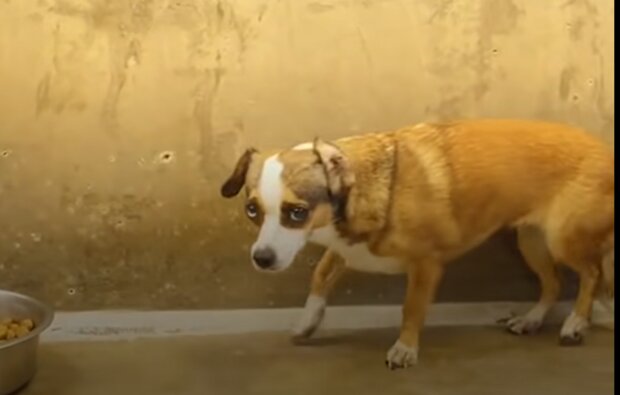 Hunde verdienen es nicht, ausgesetzt zu werden. Quelle: Screenshot YouTube