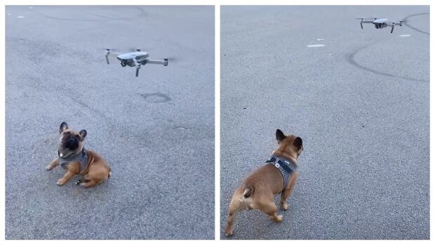 Eine Drohne half bei der Suche nach dem Hund. Quelle: Screenshot YouTube