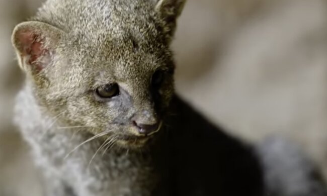 Wilde Kätzchen. Quelle: Screenshot YouTube
