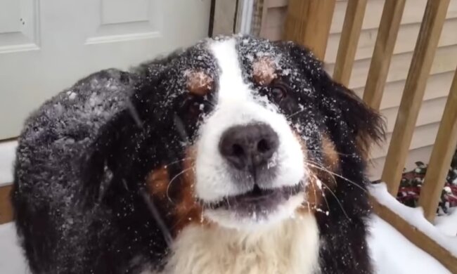 Jede Anstrengung, um den Haustier glücklich zu machen. Quelle: Screenshot YouTube