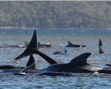 90 Wale verschwanden in der Nähe von Tasmanien, Einzelheiten