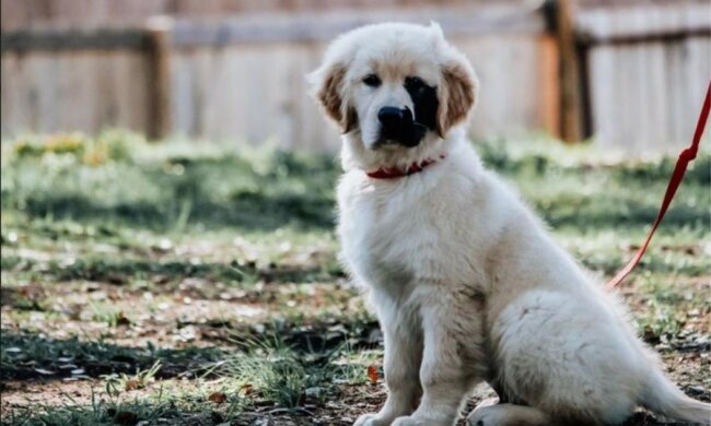 Hund Enzo: wie er dank seiner ungewöhnlichen Färbung zum Liebling von Nutzern der sozialen Netzwerke wurde