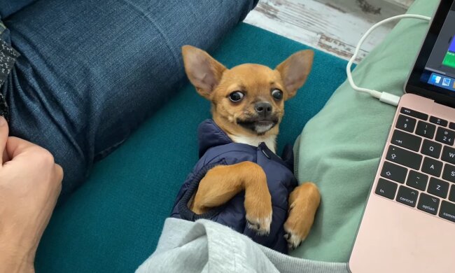 Chihuahua. Quelle: Youtube Screenshot