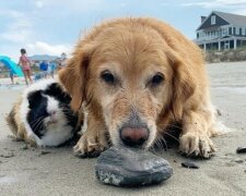 Pippin und Frankenstein: die Freundschaft zwischen dem goldenen Retriver und dem Meerschweinchen