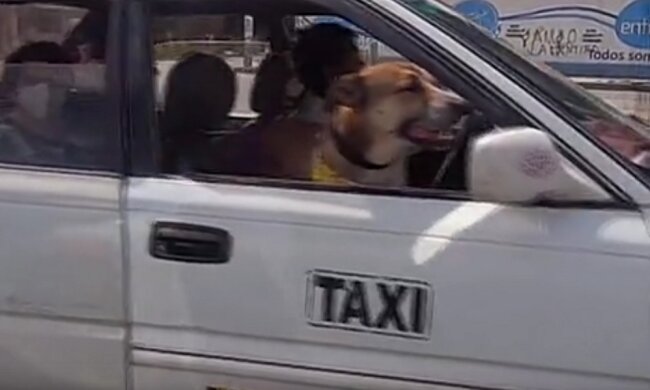 "Am Steuer": Ein ehemaliger streunender Hund arbeitet mit dem Besitzer im Taxi