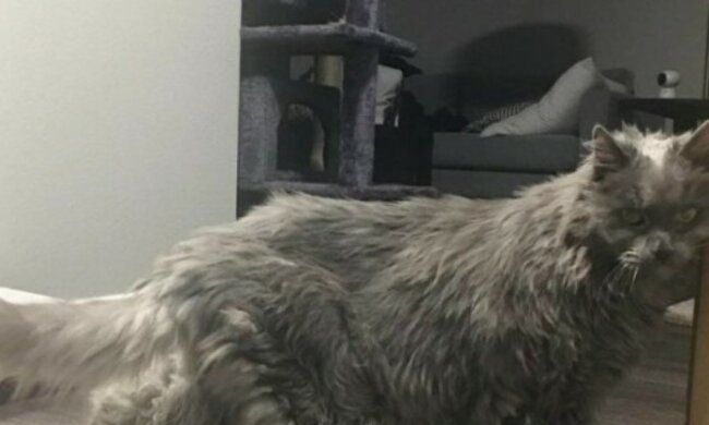 Alte zwanzigjährige Katze wurde nach der Scheidung ihrer Besitzer unnötig, fand aber ein neues Zuhause