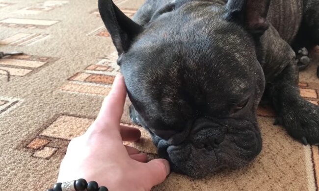 Hund. Quelle: Screenshot