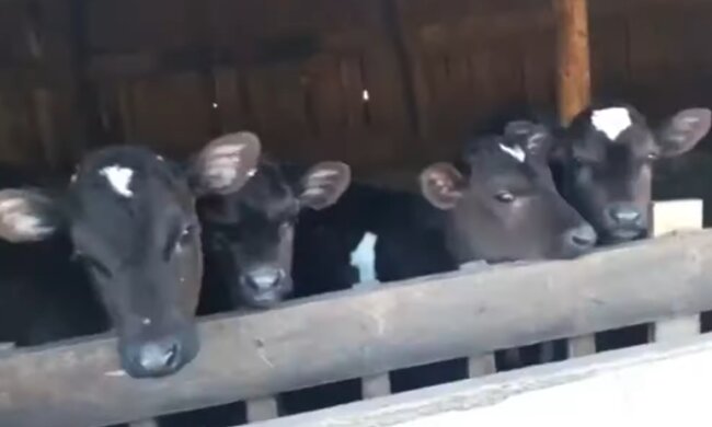 Entzückende Babys. Quelle: Screenshot YouTube