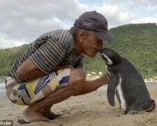 Pinguin schwimmt jedes Jahr mehr als fünftausend Kilometer, um seinen Retter zu treffen