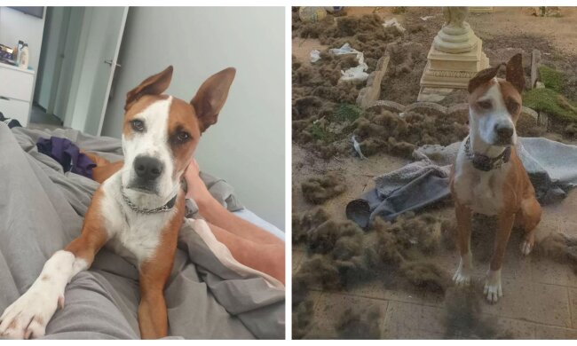 Hund. Quelle: Screenshot