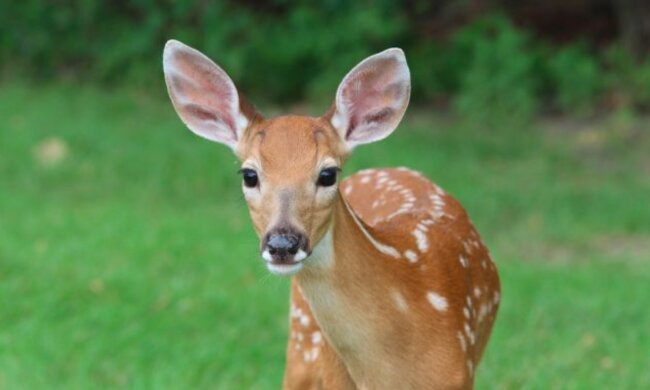 Das Rehkitz wurde schwach geboren und ausgesetzt. Ein Mann rettete das Baby, indem er einen Verband aus einer Haferflockenschachtel anlegte