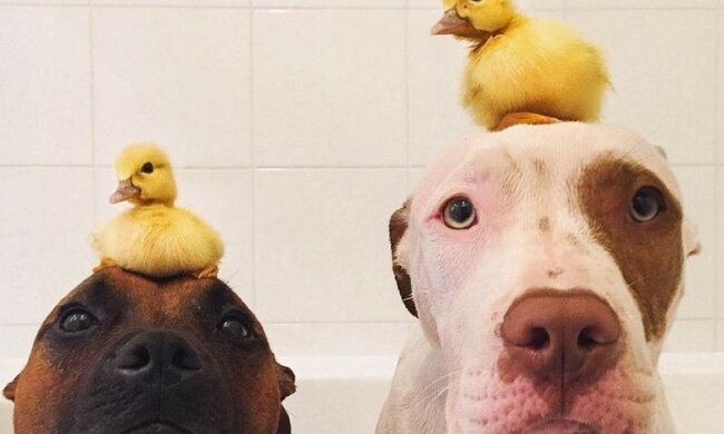 Wie zwei große Hunde für kleine Entenküken Eltern wurden