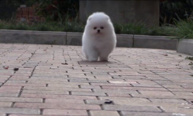 Der Hund. Quelle: Screenshot YouTube