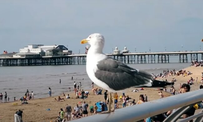 Möwe. Quelle: Screenshot Youtube