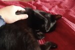 Katze. Quelle: Screenshot YouTube