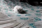 Babykatze. Quelle: Youtube Screenshot