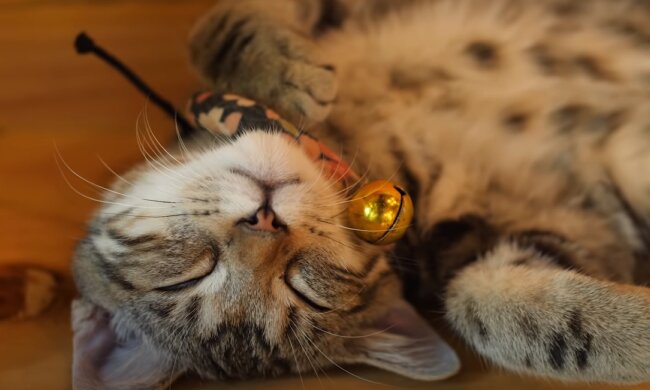 Schlafende Katze. Quelle: Screenshot YouTube