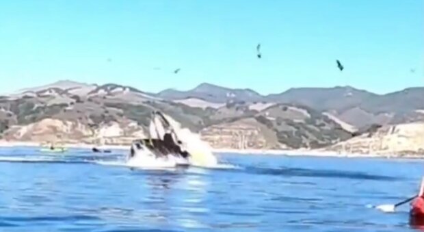 Der Wal wollte zwei Frauen beim Kajakfahren schlucken und wurde verfilmt