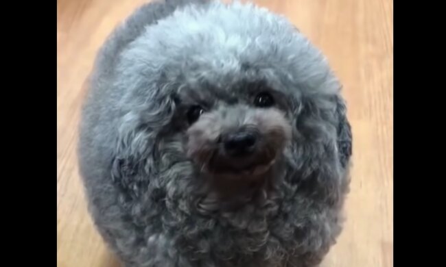 Goma . Quelle: YouTube Screenshot