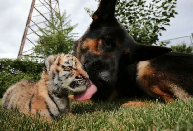 Wie die Hunde das kleine Tigerchen großziehen, auf das die Mutter verzichtet hat