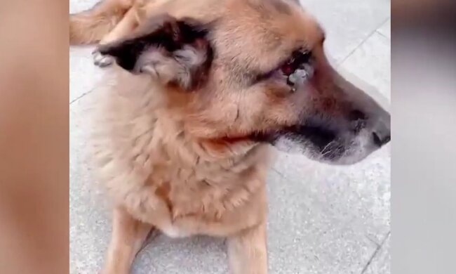 Der alte Diensthund "weinte", als er seinen Meister traf: sie hatten sich 1,5 Jahre lang nicht gesehen
