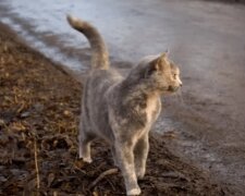 Eine stillende Katze warf neugeborene Kätzchen und rannte in den Wald: Eine Frau beschloss, ihr zu folgen