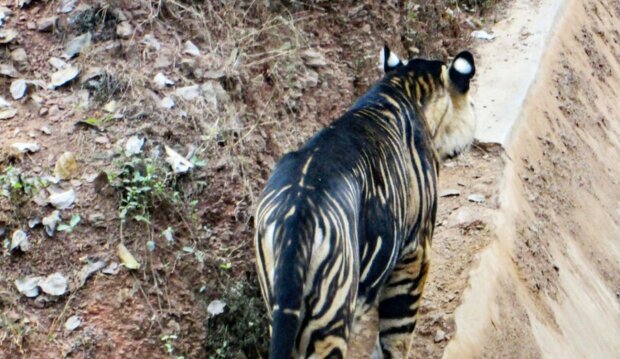 Seltener Tiger. Quelle: travelask