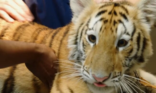 Hilfe für einen exotischen Patienten. Quelle: Screenshot YouTube