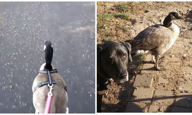 Gans und Hund. Quelle: Screenshot