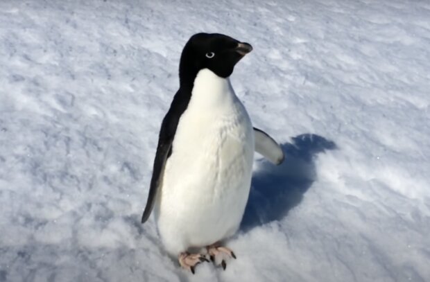 Pinguin. Quelle: Screenshot YouTube