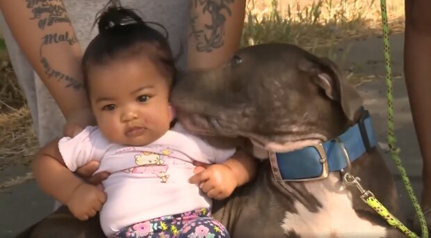 Pitbull schnappt 7 Monate altes Baby aus Kinderbett: die Mutter versteht, was vor sich geht