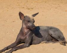 Ein alter, kahler Hund, der auf der Straße lebte, bekam eine Chance, behandelt und verwandelt zu werden